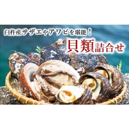 ふるさと納税 アワビやサザエをたっぷり贅沢に堪能！臼杵産貝類詰め合わせ 大分県臼杵市