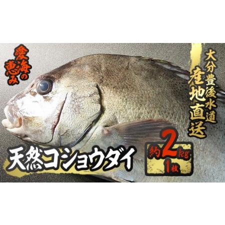 ふるさと納税 天然 コショウダイ (約2kg・1枚) 直送 産直 漁師 魚 鮮魚 天然 コショウタイ...