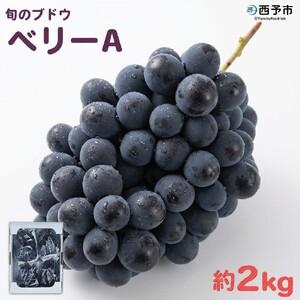 ふるさと納税 先行予約＜旬のブドウ「ベリーA」約2kg＞ 果物 フルーツ ぶどう 葡萄 甘い おいしい 期間限定 季節限定 食べて応援 特産品 愛媛県 .. 愛媛県西予市