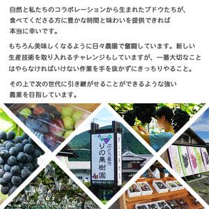 ふるさと納税 先行予約<旬のブドウ「ベリーA」...の詳細画像2