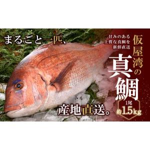 ふるさと納税 仮屋湾の真鯛【A017】 佐賀県玄海町