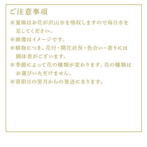 ふるさと納税 「全6回定期便」季節のアレンジメ...の詳細画像4