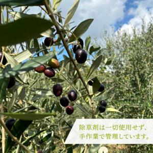 ふるさと納税 【全12回定期便】ikicael...の詳細画像4
