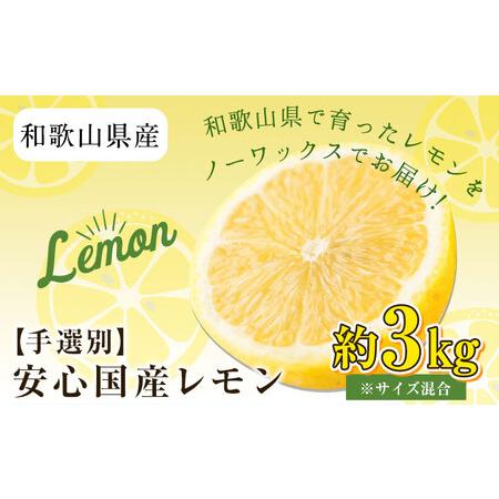 ふるさと納税 【手選別・産直】紀の川市産の安心国産レモン 約3kg 紀の川市厳選館《11月出荷》 和...