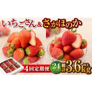 ふるさと納税 【R8年1月以降発送】【先行予約】【4回定期便】いちご 人気2種定期便「さがほのか＆いちごさん」約150g×6P/回（計3.6kg） / .. 佐賀県白石町