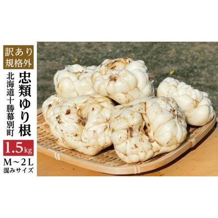ふるさと納税 【規格外】十勝幕別 忠類ゆり根 1.5kg（M〜2L）9〜15玉【 北海道 幕別町 忠...