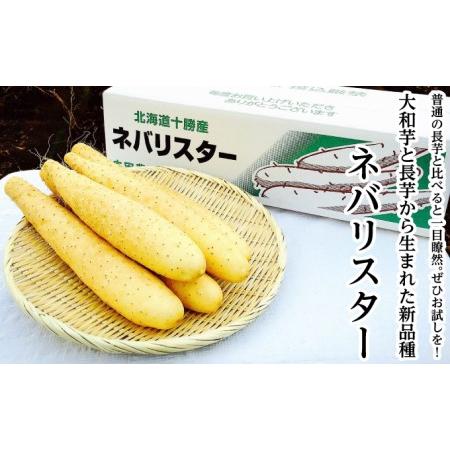 ふるさと納税 十勝幕別町産〈長芋の新品種〉ネバリスター3kg L〜3Lサイズ 贈答用 化粧箱［本田農...