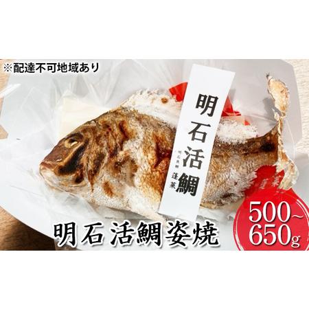 ふるさと納税 明石活鯛姿焼 500〜650g[ 明石鯛 鯛 焼鯛 祝い鯛 お祝い ] 兵庫県明石市