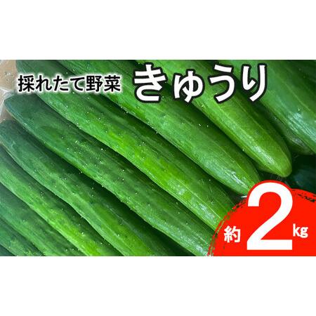 ふるさと納税 ＜予約受付！7月より発送予定＞ 新鮮野菜  きゅうり 約 2kg  詰合せ セット 【...