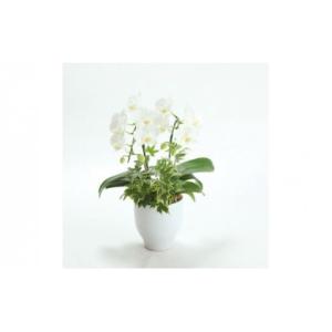 ふるさと納税 季節ごとに届く、えらべるお花 S...の詳細画像4