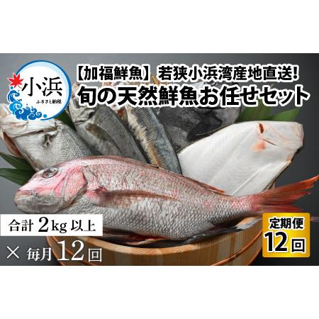 ふるさと納税 【定期便】全12回(毎月発送)【加福鮮魚】「若狭小浜港産地直送」旬の天然鮮魚お任せセッ...