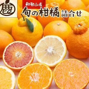 ふるさと納税 ＜1月より発送＞厳選旬の柑橘詰合せ3kg＋90g（傷み補償分） 和歌山県和歌山市