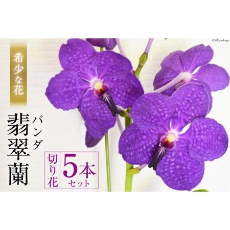 ふるさと納税 AG052希少な花　「華やかな恋」の予感　翡翠蘭（バンダ）　切り花５本セット 長崎県島...