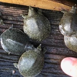 ふるさと納税 すっぽん 粉末 555 パワー ...の詳細画像2