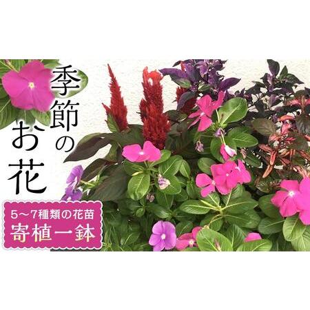 ふるさと納税 相生から季節のお花の寄植 兵庫県相生市