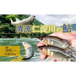 ふるさと納税 鮮度にこだわり！仁淀鮎★5尾〜(冷凍500g)...