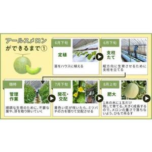 ふるさと納税 完熟 アールスメロン 1玉 [A...の詳細画像3