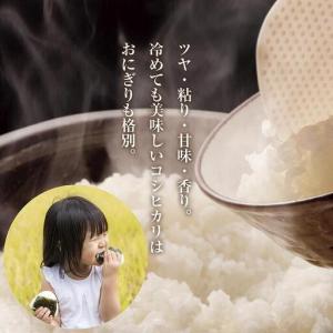 ふるさと納税 【定期便】 新潟県 南魚沼産 コ...の詳細画像4
