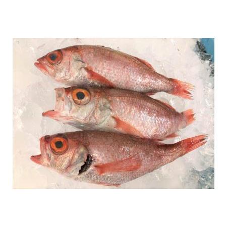 ふるさと納税 旨脂！のどぐろ（鮮魚）３〜4匹（計800g程度） 魚 鮮魚 海鮮 のどぐろ 冷蔵 高級...