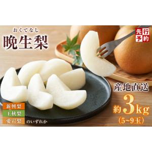 ふるさと納税 【2026年産】先行予約 梨 晩生梨 （ 新興梨 王秋梨 愛宕梨 のいずれか ） 3kg 5〜9玉 【令和8年10月中旬以降発送予定】 フルーツ .. 兵庫県香美町