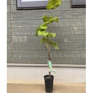 ふるさと納税 シャインマスカット苗木_花・観葉植物 観葉植物・苗木 _【1345227】 茨城県か...