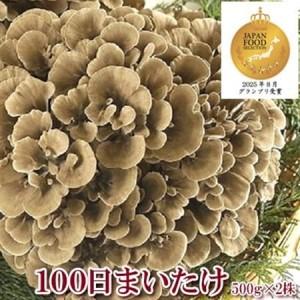 ふるさと納税 100日まいたけ 500g×2株【配送不可地域：離島・沖縄県】【1267432】 群馬県吉岡町