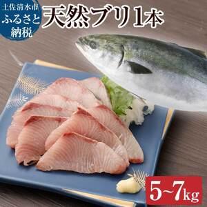 ふるさと納税 天然ブリ1本（5kg〜）下処理なし まるごと直送便【令和6年3月以降発送※着日指定不可...