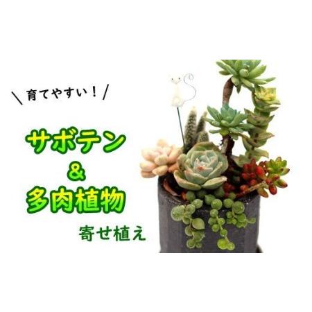 ふるさと納税 サボテン＆多肉植物の寄せ植え【黒ポット】 ／ インテリア 植物 ギフト おしゃれ 彩花...