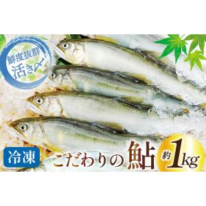 ふるさと納税 鮎 冷凍 こだわりの鮎 約1kg [あゆの是則 宮崎県 日向市 452060794] 宮崎県日向市