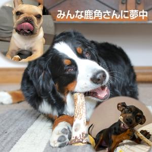 ふるさと納税 鹿の角 エゾシカ 犬のおもちゃ ...の詳細画像3