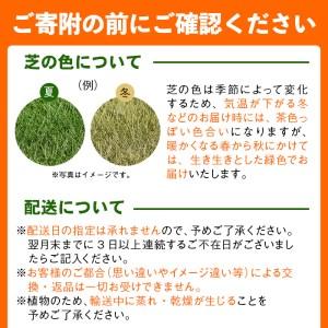ふるさと納税 鹿児島県産<天然芝>姫高麗芝 2...の詳細画像3
