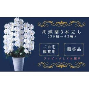 ふるさと納税 T05501「喜びの、おひざもと。」胡蝶蘭　3本立ち（36輪〜42輪）（配達エリア：千葉県全域・東京都23区・神奈川県（横浜市・川崎.. 千葉県大多喜町
