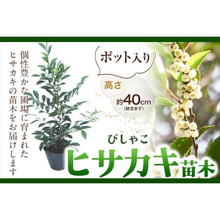 ふるさと納税 植木ヒサカキ(びしゃこ)苗木[高さ約40cm×1本] 農事組合法人 桃山町植木組合《9...