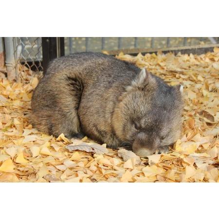 ふるさと納税 【24-07】五月山動物園　ウォンバットグッズAセット 大阪府池田市