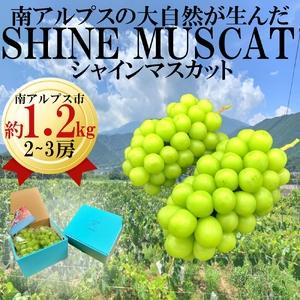 ふるさと納税 5-85 南アルプス市産シャインマスカット　2〜3房入り　約1.2kg 山梨県南アルプ...