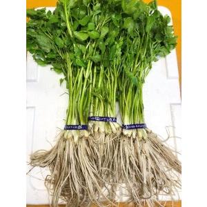 ふるさと納税 【秋田伝統野菜】三関産せり 5束 せりしゃぶ[B9916] 秋田県湯沢市