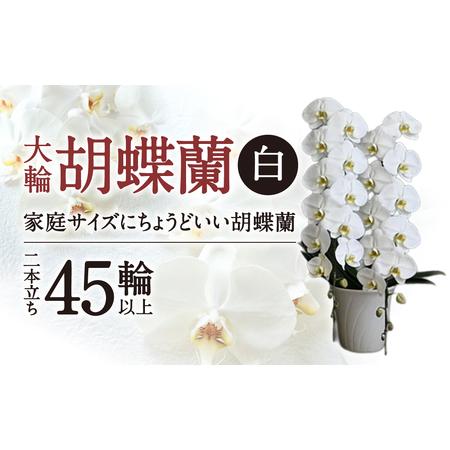 ふるさと納税 大輪胡蝶蘭 白 2本立ち　F18　綾羽株式会社 東近江 滋賀県東近江市