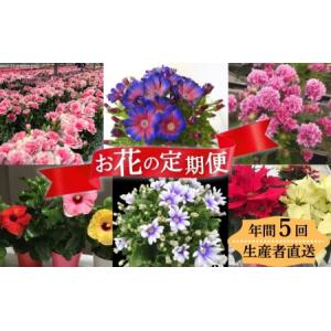 ふるさと納税 モリヒロ園芸が育てたお花の定期便（年間5回） 植物 瀬戸内 温暖 気候 鉢花 香川県観音寺市