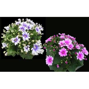 ふるさと納税 お花 モリヒロ園芸 鉢花 瀬戸内...の詳細画像3