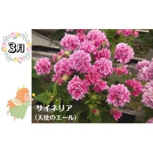 ふるさと納税 お花 モリヒロ園芸 鉢花 瀬戸内...の詳細画像4