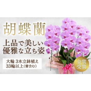 ふるさと納税 B101 【金賞受賞】 スタンダード＊姫葵（ヒメアオイ）大輪＊3本立 山口県山口市