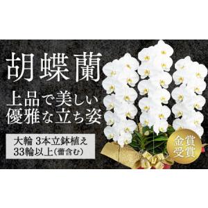 ふるさと納税 B102 【金賞受賞】スタンダード鳴滝清流胡蝶蘭3本立 山口県山口市