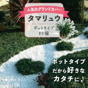ふるさと納税 タマリュウ (玉竜) ポットタイプ...の商品画像