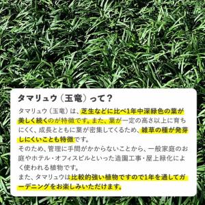 ふるさと納税 タマリュウ (玉竜) ポットタイ...の詳細画像1