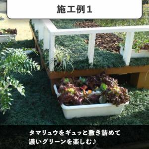 ふるさと納税 タマリュウ (玉竜) ポットタイ...の詳細画像3