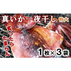 ふるさと納税 北三陸産 イカの一夜干し特大 １枚入り×...