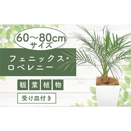 ふるさと納税 【観葉植物】フェニックス・ロベレニー60cm〜80cm(Green Base/017-...