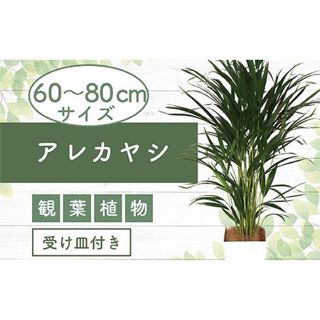 ふるさと納税 アレカヤシ 60cm〜80cm Green Base 017-1366 観葉植物 観葉...