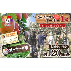 ふるさと納税 りんごの木のオーナー1本 サンふじ...の商品画像