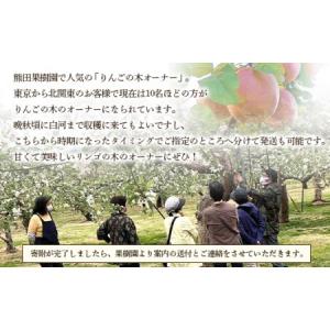 ふるさと納税 りんごの木のオーナー1本 サンふ...の詳細画像1